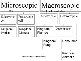 biology key