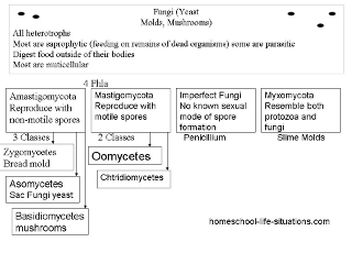 Flow Chart Of Kingdom Protista